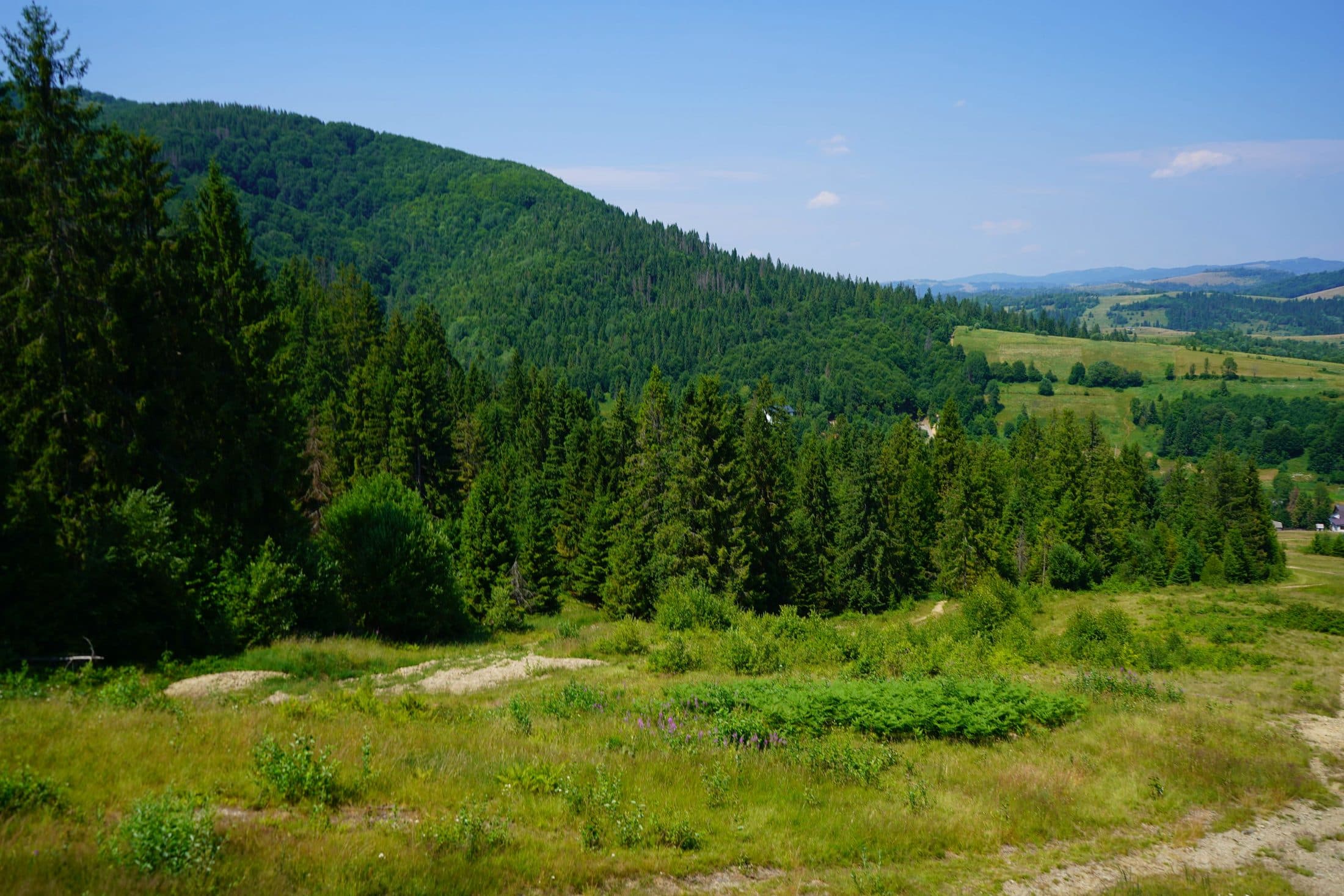 A wooded green hillside falling away to open meadow and a far valley in summer