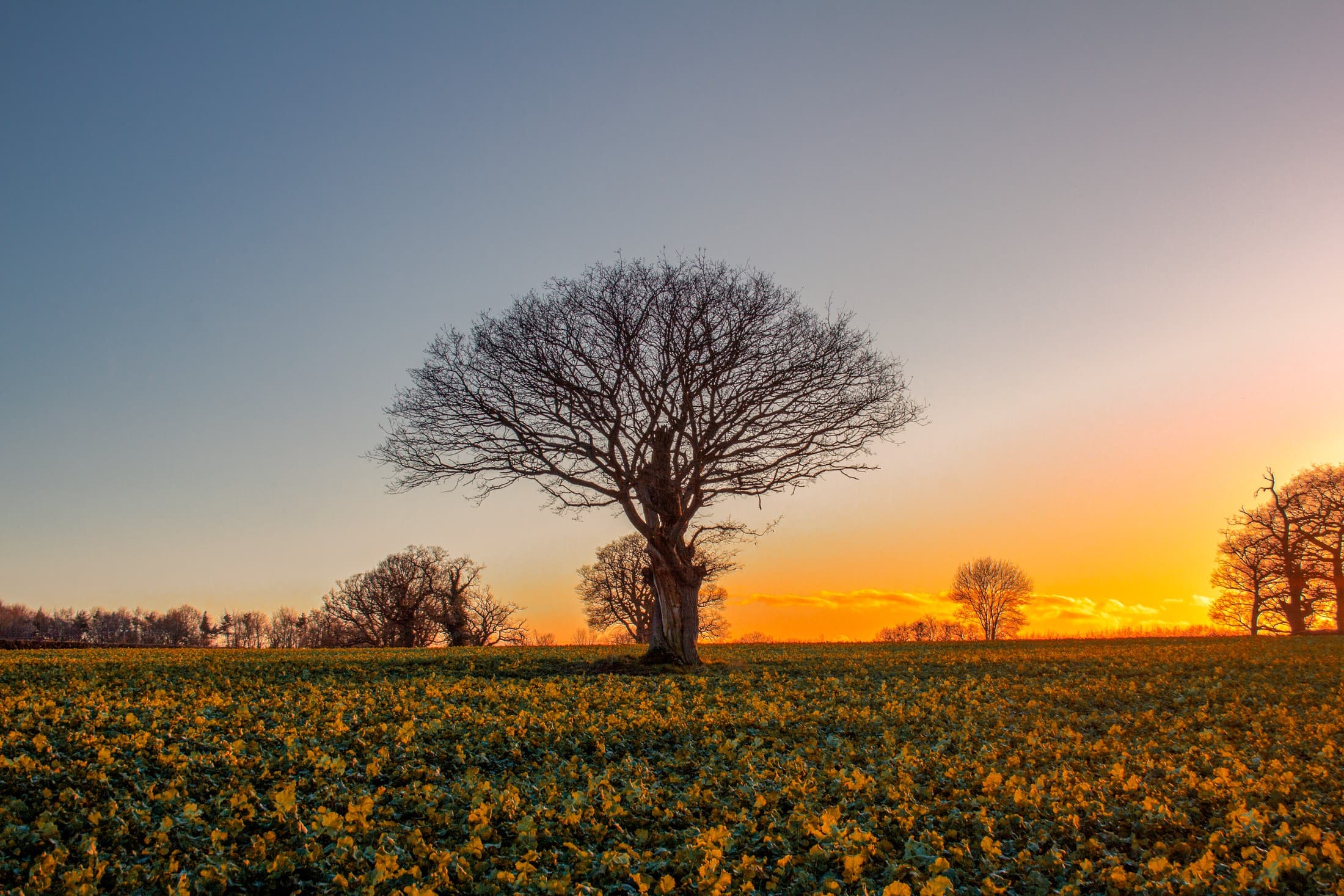 A bare mature tree standing alone against a warm sunset sky