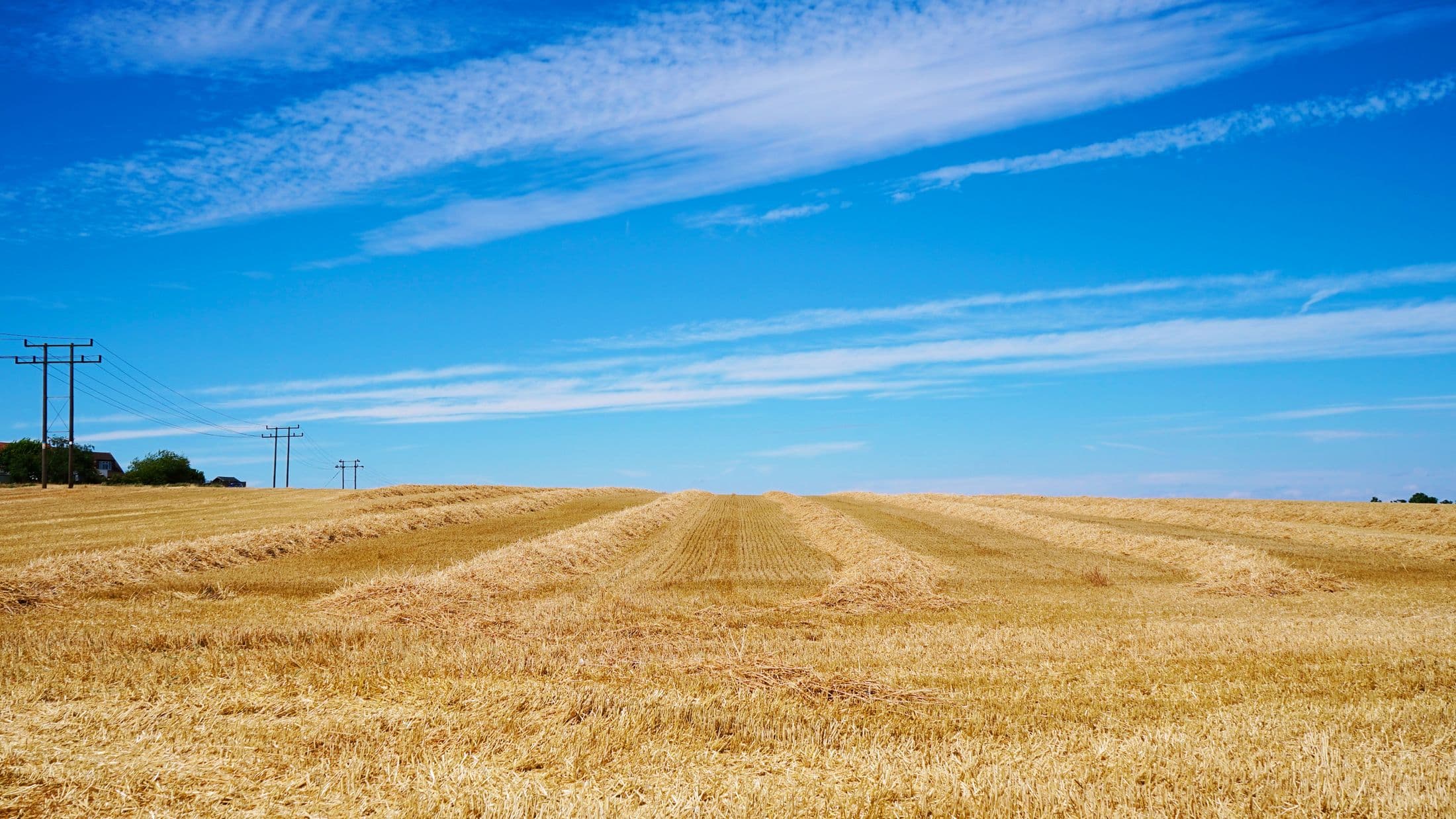 Open farmland stretching to the horizon under a deep blue sky at dusk