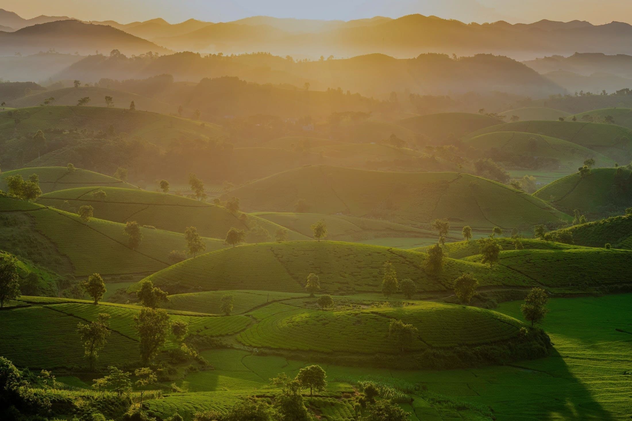 Rolling green hills dotted with trees, lit by a low sunrise through morning haze
