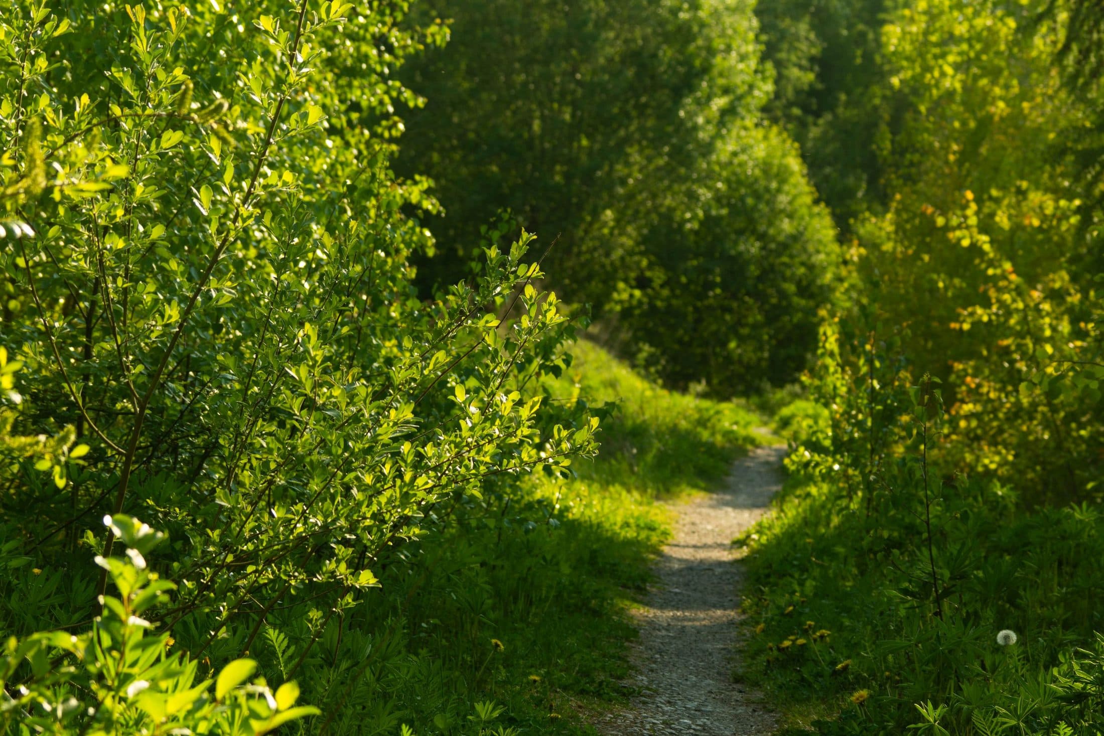 A footpath running into sunlit green woodland in high summer